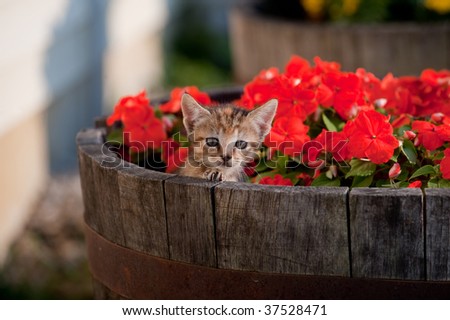 Adorable kitten surrounded by colorful mums peeks out of a barrel flower pot