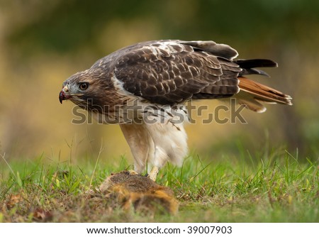  Tailed Hawk Eating on Red Tailed Hawk Eating A Squirrel On The Ground Stock Photo 39007903
