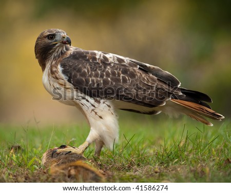  Tailed Hawk Eating on Red Tailed Hawk With Blood On Its Beak Eating Squirrel On The Ground