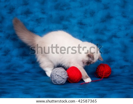 Ragdoll cat playing with red yarn on blue background