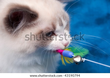 Ragdoll cat playing with feather toy on blue background