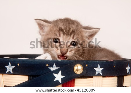Scared gray tabby kitten crying while sitting in basket