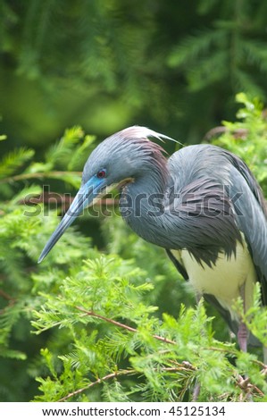 Tricolored heron hunting for food in Florida swamp