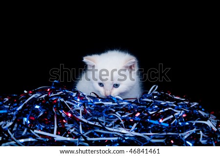 Cute white kitten with red, white, blue streamers for Fourth of July
