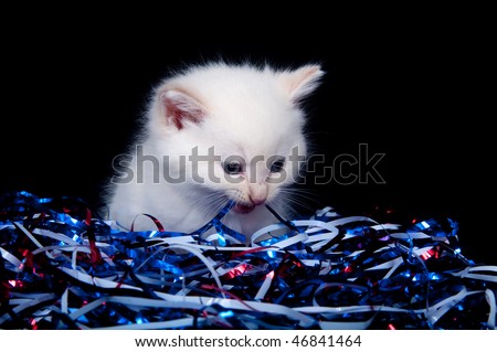 Cute white kitten with red, white, blue streamers for Fourth of July