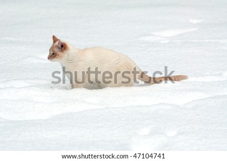 White outdoor cat walking in the snow