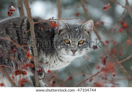 Gray cat perched in a tree trying to catch birds on cold winter day
