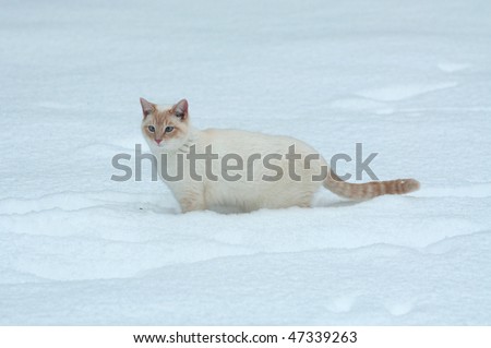 White outdoor cat walking in the snow