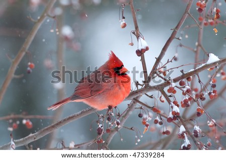 Northern cardinal perched on a branch during light winter snow
