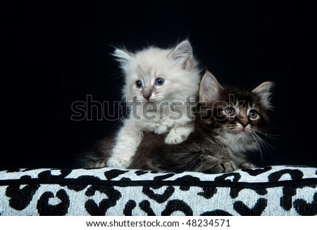 Cute Black And White Kittens. stock photo : Two cute baby