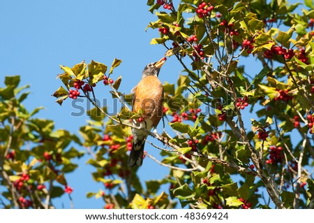 Robin sitting in holly tree with blue sky