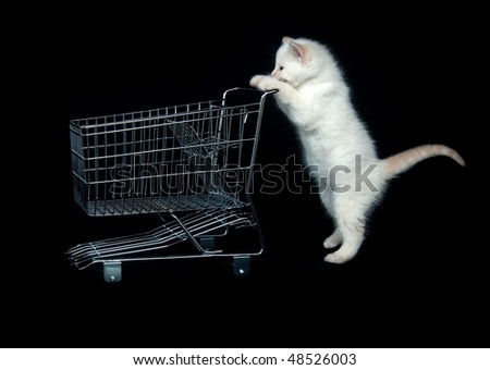 Cute white kitten pushing shopping cart on black background