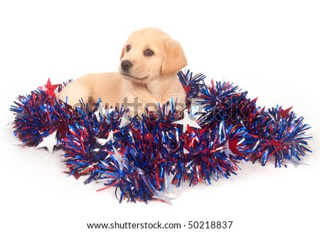 cute yellow labrador puppy. stock photo : Cute yellow