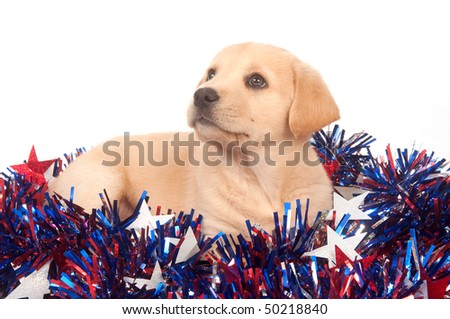yellow lab golden retriever mix puppies. pictures of yellow lab puppies