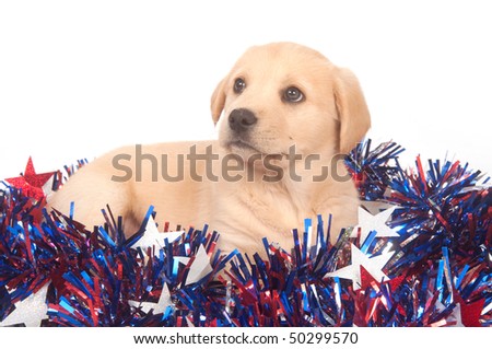 yellow lab puppies for sale. Yellow Lab Puppies For Sale In