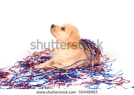 golden retriever lab mix. golden retriever lab mix