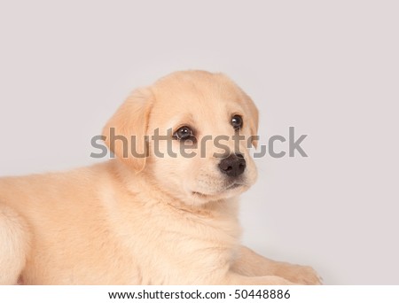 Beagle Yellow Lab