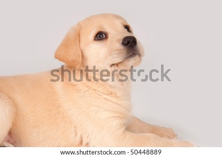 cute yellow labrador puppy. stock photo : Cute yellow