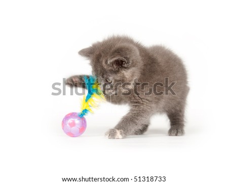 Cute gray kitten playing and pawing at toy on white background