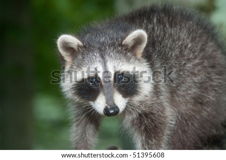 Raccoon face
