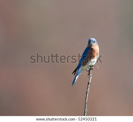 Eastern bluebird sits perched on a wooden post