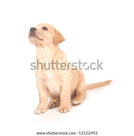 cute yellow labrador puppy. stock photo : Cute yellow