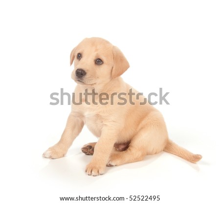 chocolate lab golden retriever mix puppies. yellow labrador beagle mix