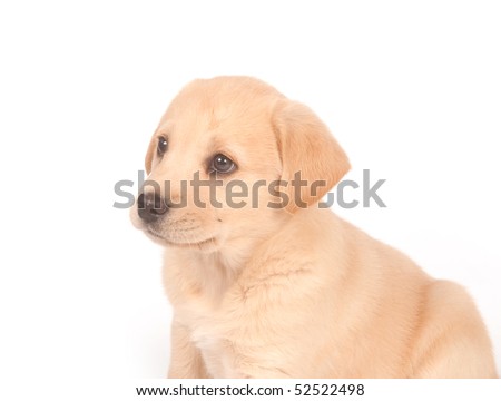 cute yellow labrador puppy. stock photo : Cute yellow