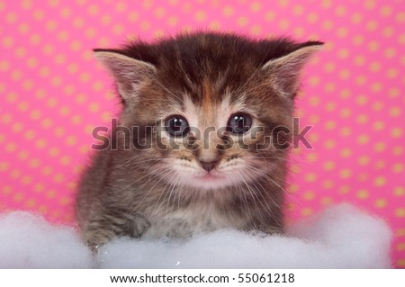 Kitten with fluffy white cotton on pink polka dot background
