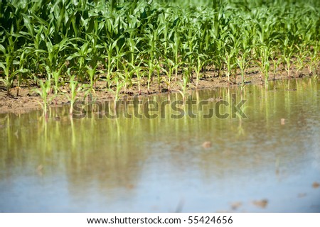 Field of corn flooded by heavy rains and suffering crop damage on a farm in the midwest United States.