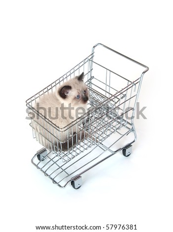 cute kitten sitting inside of shopping cart on white background