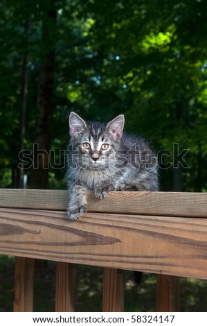 Cute tabby kitten laying on wooden railing in the woods
