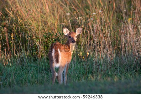 Whitetail deer fawn standing at the edge of a meadow