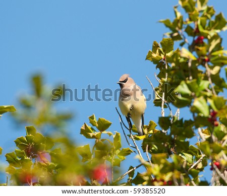 Cedar Waxwing sitting in holly tree with blue sky