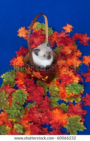 Cute kitten sitting in basket surrounded by colorful fall leaves with blue background