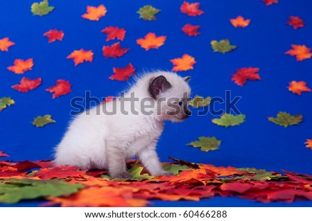 Cute kitten sitting in basket surrounded by colorful fall leaves with blue background