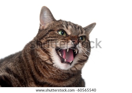 cat hissing