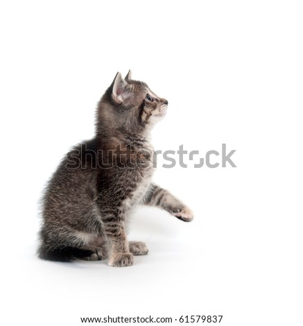 Cute tabby kitten looking up on white background