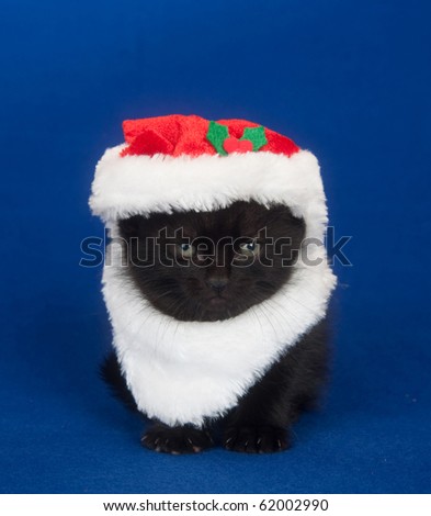 stock photo : Black cat in santa suit on blue background