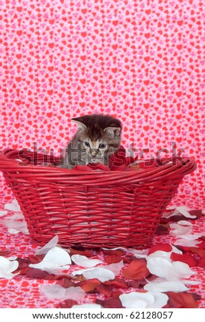 Cute tabby kitten sitting in red basket with rose pedals on heart background