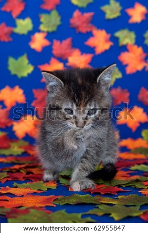 Cute tabby kitten sitting among fall leaves on blue background