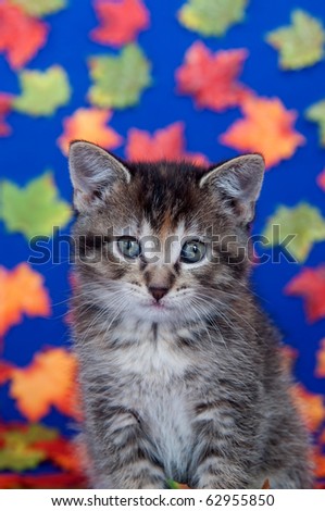 Cute tabby kitten sitting among fall leaves on blue background