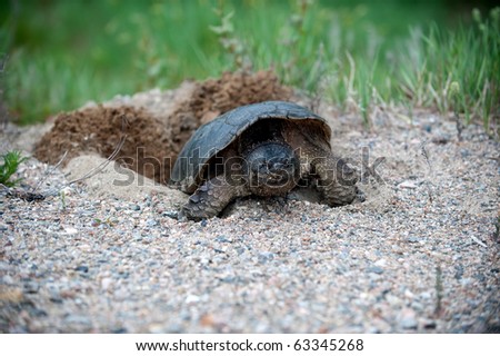 Common snapping turtle laying eggs in loose gravel along the edge of a roadway