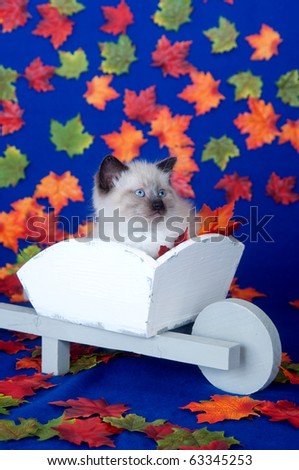 Cute kitten sitting in wheel barrow on blue background with fall leaves