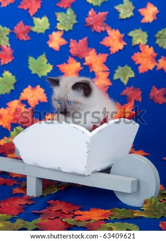 Cute kitten sitting in wheel barrow on blue background with fall leaves