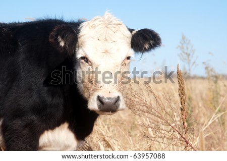 Profile of grass fed cow standing in a pasture on a midwestern US farm.