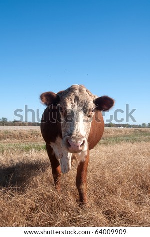 Profile of grass fed cow standing in a pasture on a midwestern US farm.