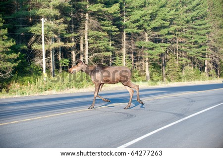Moose feeding in ditch near a highway in Algonquin Provincial Park