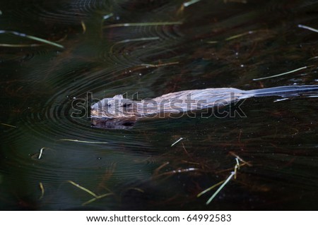 Muskrat swimming in a pond in Algonquin Provincial Park