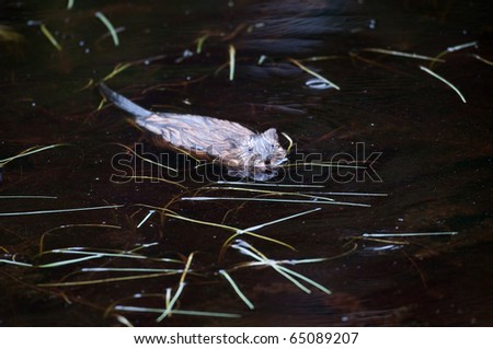 Muskrat swimming in a pond in Algonquin Provincial Park